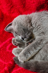 Sleeping british blue kitten on red blanket