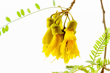 Close-up view of the spectacular yellow flowers of the New Zealand native Kowhai tree, Sophora...