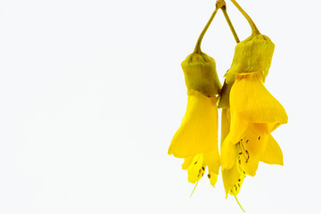 Close-up view of the spectacular yellow flowers of the New Zealand native Kowhai tree, Sophora microphylla seen isolated against a white background.