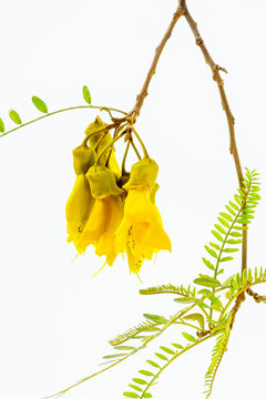 Close-up view of the spectacular yellow flowers of the New Zealand native Kowhai tree, Sophora microphylla seen isolated against a white background.