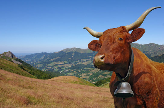 Vache Salers avec sa cloche en estive dans les montagnes d'Auvergne