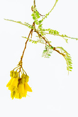 Close-up view of the spectacular yellow flowers of the New Zealand native Kowhai tree, Sophora microphylla seen isolated against a white background.