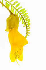 Close-up view of the spectacular yellow flowers of the New Zealand native Kowhai tree, Sophora microphylla seen isolated against a white background.