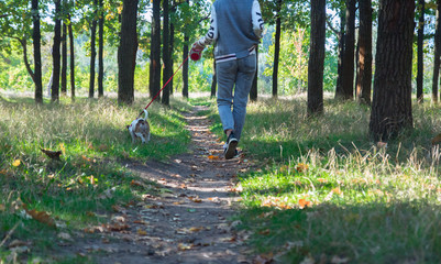 from the back the jack russel dog on the walk in the autumn park