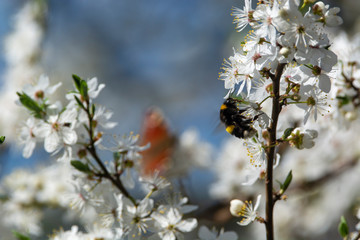 bumblebee are all in the dust of flowers