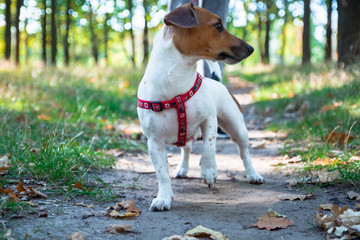 closeup jack russel dog on the walk in the autumn park