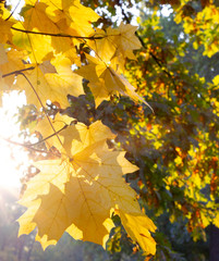 Naklejka na ściany i meble Maple leaves on a branch in the morning sun. Sunrise, Autumn. October.