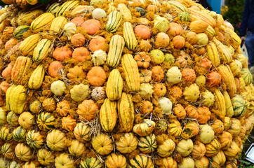 Pumpkins Still life of large and small pumpkins of different colors on a straw, orange, green pumpkins.