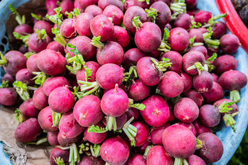 bunches of radishes in the market