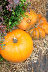 beautiful pumpkin and autumn grass, harvest time. Autumn holiday concept with ripe orange pumpkins. Thanksgiving holiday concept, fall season background. soft selective focus