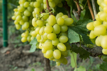 green grape on the branch