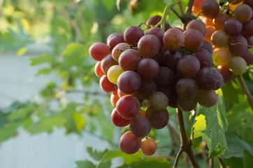 Ripe grapes in fall. autumn harvest.