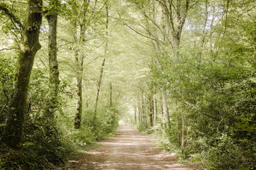 Obraz premium un chemin dans une forêt verte au printemps été