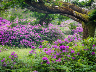 Rhododendron am Killarney National Park in Ireland
