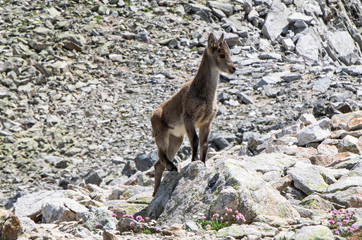 chamois in Pyrénées