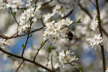 bumblebee are all in the dust of flowers
