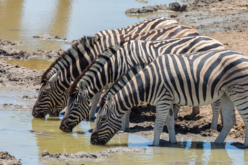 Fototapeta na wymiar several zebras drinking water in a row in natural environment