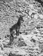 Naklejka premium chamois