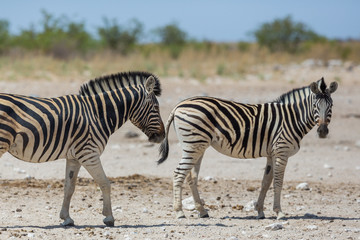 Fototapeta na wymiar two wildlife zebras standing on dry savanna ground
