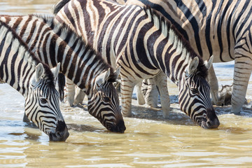Fototapeta na wymiar group of zebras in a row drinking at waterhole