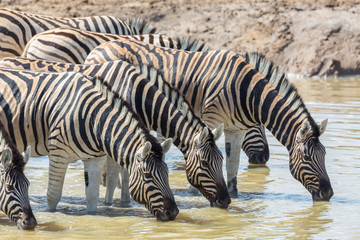 Fototapeta na wymiar herd of zebras in a row drinking at waterhole in sunshine