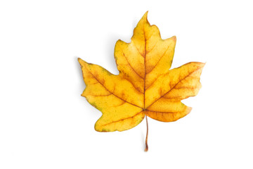Top view of a small autumn fallen yellow maple leaf with red and green spots isolated on a white background. Clipping path design element.