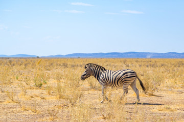 Fototapeta na wymiar one zebra walking through natural grassland savanna, blue sky