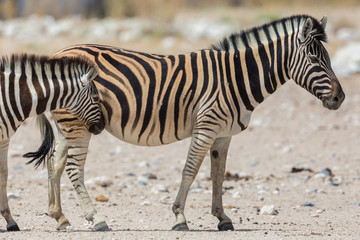 Fototapeta na wymiar mother and cub zebras walking on dry savanna ground