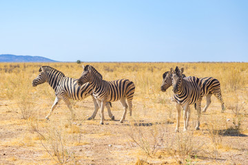 group of four zebras in natural grassland savanna, blue sky