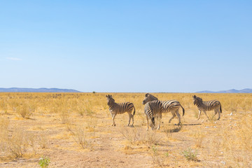 Fototapeta na wymiar group of four wildlife zebras in natural grassland habitat