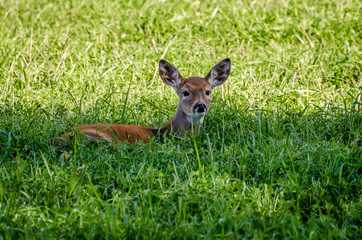 Whitetail Fawn In The Colville National Forest.