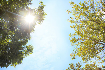 Obraz premium Green trees on sunny day, bottom view