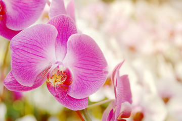 Fototapeta na wymiar Closeup of Blooming Pink Phalaenopsis Orchid Flowers