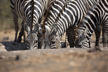 Fototapeta premium Zebras (Equus quagga) drinking at a waterhole - Kenya