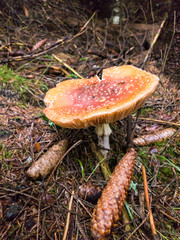 Ein schöner Fliegenpilz im Märchenhaften Wald, "Amanita muscaria".
