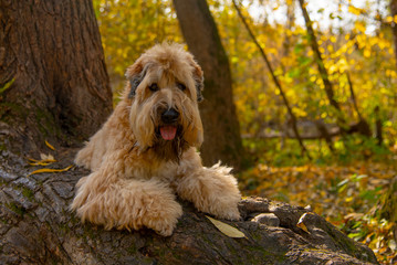 The Irish wheaten soft-coated Terrier lies on a thick crooked tree trunk in an autumn Park.