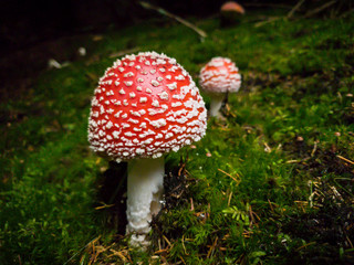 Ein schöner Fliegenpilz im Märchenhaften Wald, 