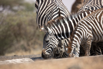 Fototapeta na wymiar Zebras (Equus quagga) drinking at a waterhole - Kenya