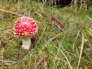 Ein schöner Fliegenpilz im Märchenhaften Wald, 