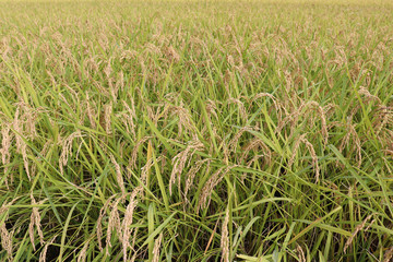 収穫前の稲穂のイメージ