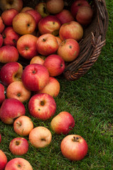 Closeup of organic red apple falling from wooden basket