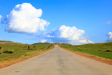Asphalt roads and cattle on the grasslands