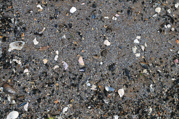 shells on wet sand background