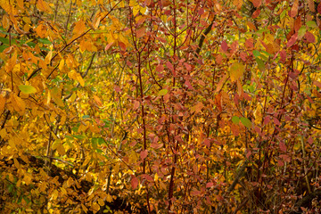 Bright autumn background.Branches of shrubs with colorful leaves.