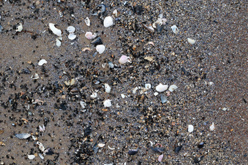 shells on wet sand background