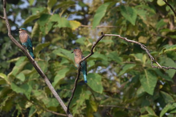 The Indian Roller (coracias benghalensis) also known as neelkanth bird enjoying the togertherness with eachother in the peaceful nature sighted at Panna National Park, Madhya Pradesh, India, Asia