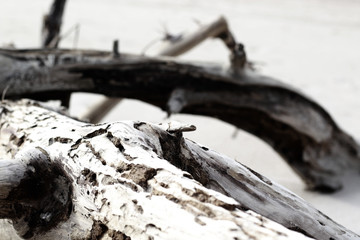 bare driftwood roots close up