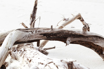 bare driftwood roots close up