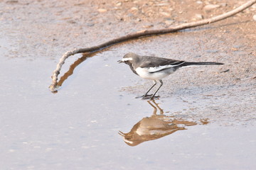 White Browed Wagtail (Motacilla maderaspatensis) also known as large pied wagtail walking in water sighted at Panna National Park, Madhya Pradesh, India, Asia