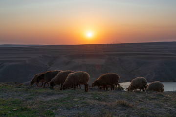 Fototapeta na wymiar A flock of sheep grazes on top of a mountain at sunset time